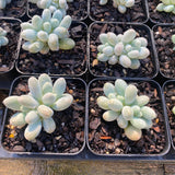 Pachyphytum 'egg tart'
