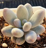 Pachyphytum 'egg tart'