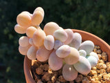 Pachyphytum oviferum SMALL