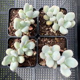 Pachyphytum oviferum B