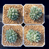 Pachyveria little Fiona