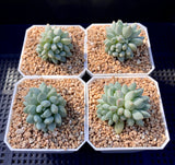 Pachyveria little Fiona
