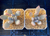 Pachyphyveria blue fairy