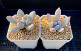 Pachyphyveria blue fairy