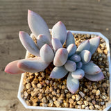 Pachyphyveria blue fairy