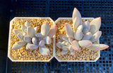 Pachyphyveria blue fairy