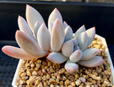 Pachyphyveria blue fairy