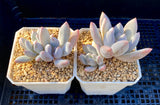 Pachyphyveria blue fairy