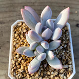 Pachyphyveria blue fairy