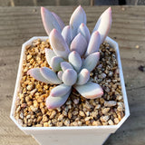 Pachyphyveria blue fairy
