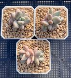 Pachyveria blue finger