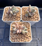 Pachyveria blue finger