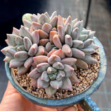 Pachyveria blue finger