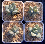 Pachyveria blue finger