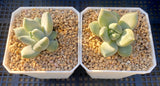Pachyveria blue finger