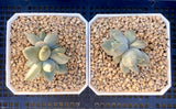 Pachyveria blue finger