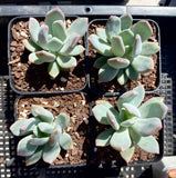 Echeveria Cinderella