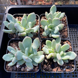 Echeveria Cinderella