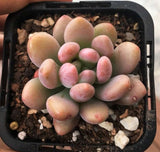 Pachyveria clavifolia