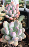 Pachyveria clavifolia