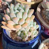 Pachyveria clavifolia