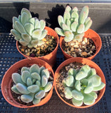 Pachyveria clavifolia