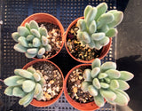 Pachyveria clavifolia