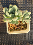 Pachyveria clavifolia