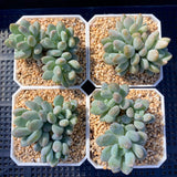 Pachyveria clavifolia