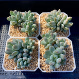 Pachyveria clavifolia