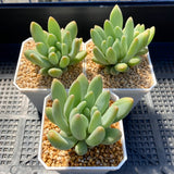 Pachyveria coco