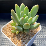 Pachyveria coco