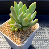 Pachyveria coco