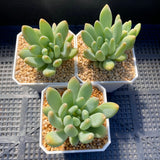 Pachyveria coco