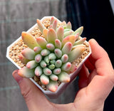 Pachyveria coco