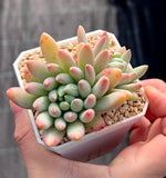 Pachyveria coco