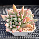 Pachyveria coco
