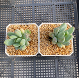 Pachyveria coco