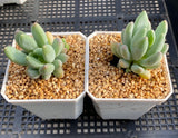 Pachyveria coco