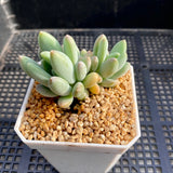 Pachyveria coco