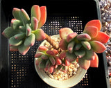Pachyveria 'Dr cornelius'