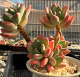 Pachyveria 'Dr cornelius'