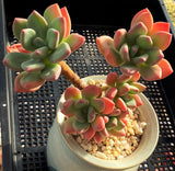 Pachyveria 'Dr cornelius'