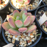 Pachyveria 'Dr cornelius'
