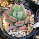 Pachyveria 'Dr cornelius'
