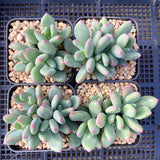 Pachyveria 'Dr cornelius'
