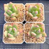 Pachyveria 'Dr cornelius'