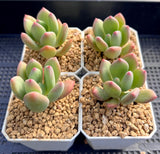 Pachyveria 'Dr cornelius'