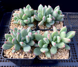 Pachyveria 'Dr cornelius'