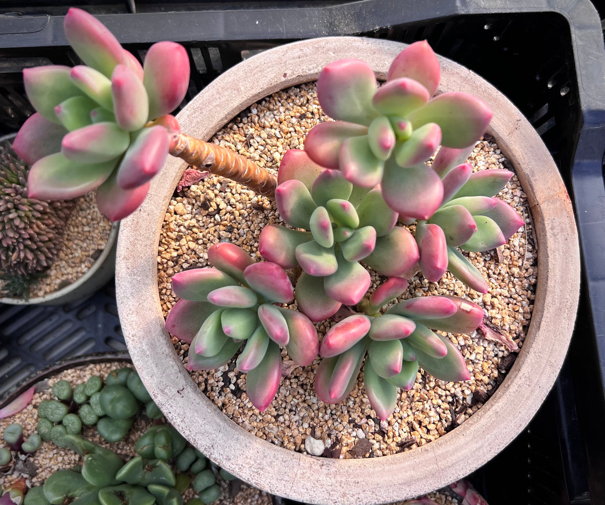 dr cornelius succulent Pachyveria 'Dr cornelius'